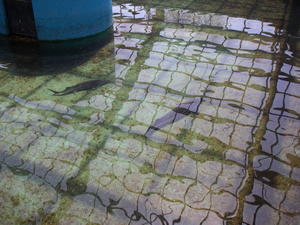 �`���E�U��